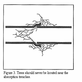 Trees should never be located near the absorbtion
trenches